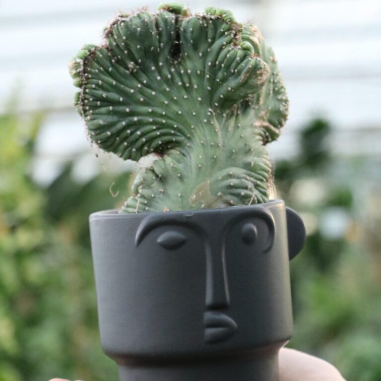cereus