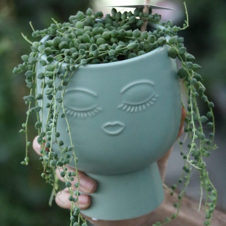 senecio faccia blu