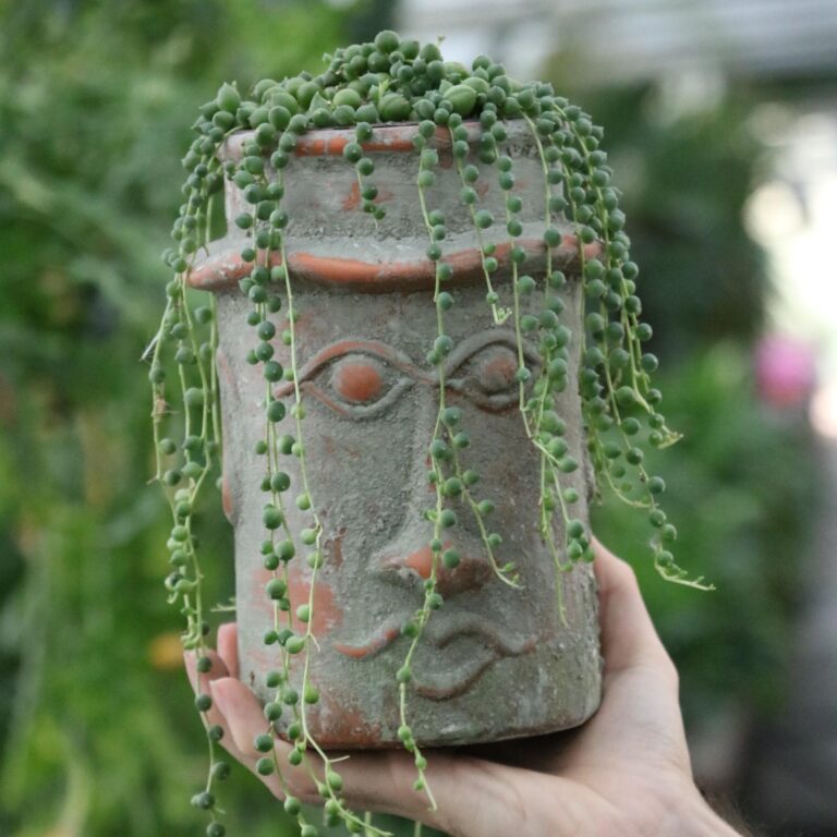 senecio faccione (2)
