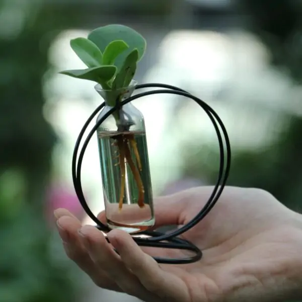 Clusia Idroponica design circle - immagine 3