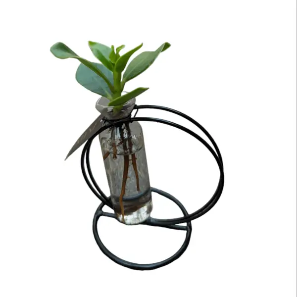 Clusia Idroponica design circle - immagine 2