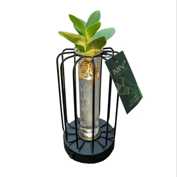 Clusia Idroponica LED Light edition - immagine 4
