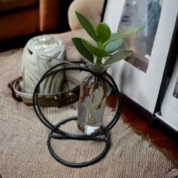 Clusia Idroponica design circle